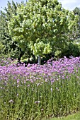 VERBENA BONARIENSIS