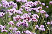 VERBENA BONARIENSIS