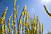 VERBASCUM OLYMPICUM