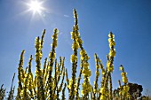 VERBASCUM OLYMPICUM