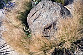 STIPA TENUISSIMA