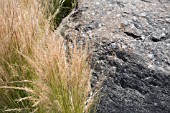GROWING AROUND A LARGE ROCK ARE STIPA TENUISSIMA