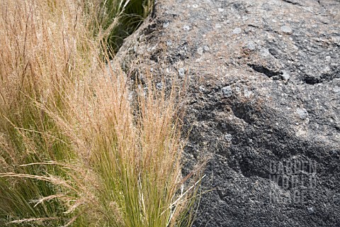 GROWING_AROUND_A_LARGE_ROCK_ARE_STIPA_TENUISSIMA