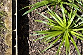 WOOD LOG EDGING,  SEPARATING THE LAWN FROM PLANTS,  SPICATA LIATRIS BULBS GROWING.