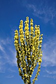 VERBASCUM OLYMPICUM