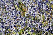 ERYNGIUM PLANUM.