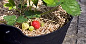 STRAWBERRY CAMBRIDGE FAVOURITE  RIPENING FRUIT, PROTECTED BY A BEDDING OF STRAW.