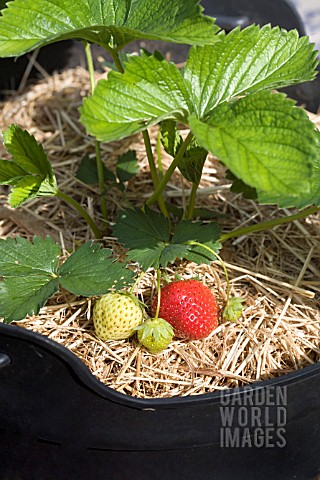 STRAWBERRY_CAMBRIDGE_FAVOURITE__RIPENING_FRUIT_PROTECTED_BY_A_BEDDING_OF_STRAW