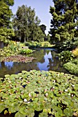 THE WATER GARDENS AT BETH CHATTO GARDENS