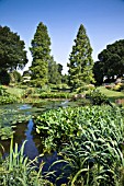 THE WATER GARDENS AT BETH CHATTO GARDENS