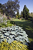 A VIEW OF THE BETH CHATTO GARDENS WITH HOSTAS IN THE FOREGROUND.