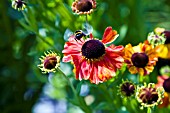 HELENIUM SAHINS EARLY FLOWERER WITH BEE