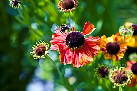 HELENIUM_SAHINS_EARLY_FLOWERER_WITH_BEE