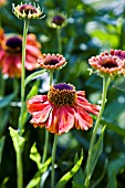 HELENIUM SAHINS EARLY FLOWERER