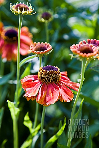 HELENIUM_SAHINS_EARLY_FLOWERER