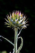 CYNARA CARDUNCULUS