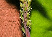 GREENFLY INFESTING A ROSE BUSH STEM