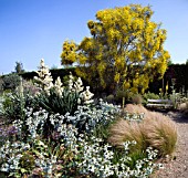 GENISTA AETNENSIS IN THE GRAVEL GARDEN AT BETH CHATTO GARDENS.