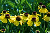 HELENIUM WESERGOLD