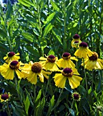 HELENIUM WESERGOLD