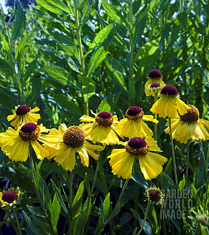 HELENIUM_WESERGOLD