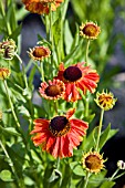 HELENIUM SAHINS EARLY FLOWERER