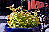 SPIRAEA IN CONTAINER