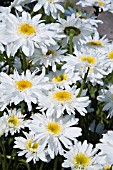 LEUCANTHEMUM T.E. KILLIN, SHASTA DAISY