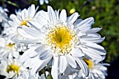 LEUCANTHEMUM T.E. KILLIN, SHASTA DAISY