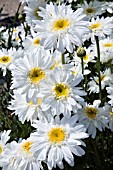 LEUCANTHEMUM T.E. KILLIN, SHASTA DAISY