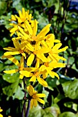 LIGULARIA DENTATA SOMMERGOLD