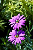 OSTEOSPERMUM JUCUNDUM BLACKTHORN SEEDLING