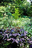 PERSICARIA RED DRAGON AT BETH CHATTO GARDENS.