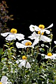 ROMNEYA COULTERI