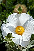 ROMNEYA COULTER, CALIFORNIAN TREE POPPY