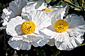 ROMNEYA COULTERI, CALIFORNIAN TREE POPPY