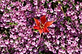 A SINGLE TULIPA SPRENGERI WITH GYPSOPHILA