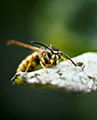 WASP ON AN INFECTED VICTORIA PLUM TREE LEAF WITH POWDERY MILDEW.