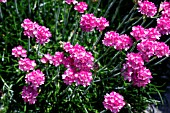 ARMERIA MARITIMA SPENDENS