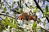 PRUNUS DOMESTICA,  VICTORIA PLUM TREE BLOSSOM AND A PEACOCK BUTTERFLY,  INACHIS IO DRINKING NECTAR