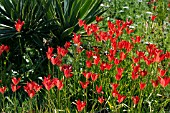 TULIPA SPRENGERI IN THE GRAVEL GARDEN AT BETH CHATTO GARDENS