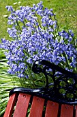 HYACINTHOIDES NON SCRIPTA