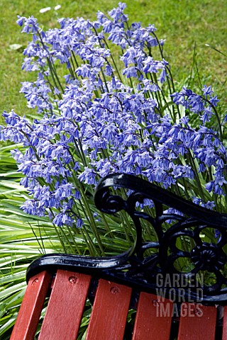 HYACINTHOIDES_NON_SCRIPTA