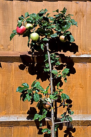 MALUS_DOMESTICA_SATURN