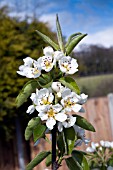 PYRUS COMMUNIS CONCORDE BLOSSOM