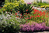 TULIPA SPRENGERI,  WITH  GYPSOPHILA,  IN THE GRAVEL GARDEN AT BETH CHATTO GARDENS