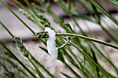 FROGHOPPER PRODUCED CUCKOO SPIT ON A LAVENDER PLANT IN THE SPRING