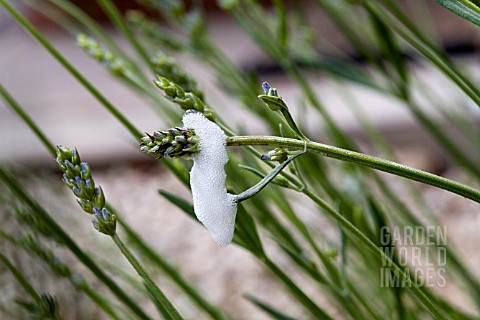 FROGHOPPER_PRODUCED_CUCKOO_SPIT_ON_A_LAVENDER_PLANT_IN_THE_SPRING