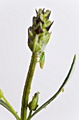 THE FROGHOPPER (PHILAENUS SPUMARIUS) IN ITS NYMPH STAGE, ON A LAVENDER PLANT. IT RESEMBLES THE ADULT BUT WITHOUT WINGS AND MOSTLY GREEN