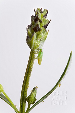 THE_FROGHOPPER_PHILAENUS_SPUMARIUS_IN_ITS_NYMPH_STAGE_ON_A_LAVENDER_PLANT_IT_RESEMBLES_THE_ADULT_BUT